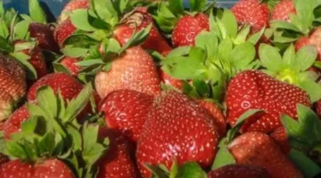 تحديثات الأسعار.. تكلفة شراء الفاكهة داخل أسواق بورسعيد خلال تعاملات الخميس